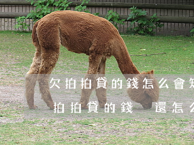欠拍拍貸的錢怎么會知道(網(wǎng)上拍拍貸的錢沒還怎么辦)