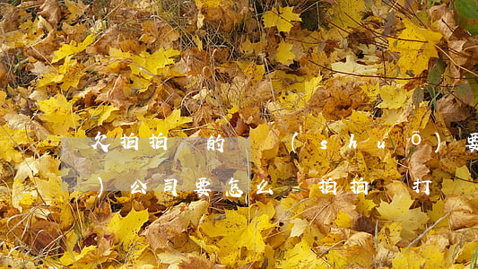 欠拍拍貸的錢說(shuō)要來(lái)公司要怎么辦(拍拍貸打電話到公司怎么辦)