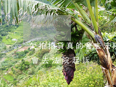 欠拍拍貸真的會去法院告嗎(拍拍貸到底會不會去法院起訴)