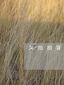 欠拍拍貸被凍結(jié)銀行卡