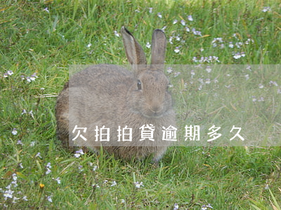 欠拍拍貸逾期多久