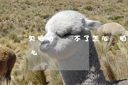 欠拍拍貸還不了怎么辦(拍拍貸一直還不上怎么辦)