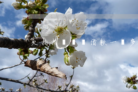 欠拍拍貸閃電借款一萬多(拍拍貸借款閃電借)