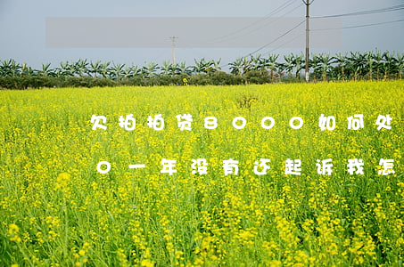 欠拍拍贷8000如何处理(欠拍拍贷8000一年没有还起诉我怎么办)