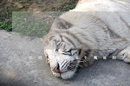 欠招商信用卡9萬逾期了怎么辦-
