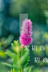 欠招商銀行信用卡五萬(wàn)逾期利息-招商銀行信用卡5萬(wàn)逾期1年