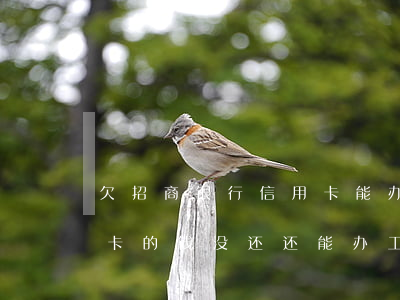欠招商银行信用卡能办储蓄卡吗(欠招行信用卡的钱没还,还能办工资卡吗)