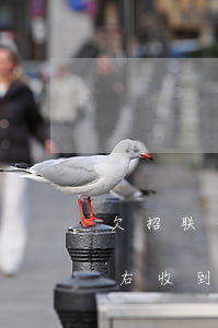 欠招联金融2900(欠招联金融3000左右收到立案通知书真的吗)