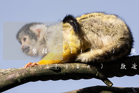 欠招聯(lián)貸款逾期50天了(欠招聯(lián)貸款逾期50天了)