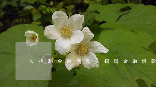 欠招聯金融借款(欠招聯金融借款)