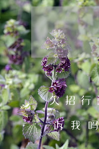 欠招行闪电贷十几万被起诉(招行闪电贷会起诉我吗)