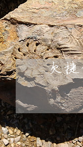 欠捷信錢逾期了最后會怎么處理