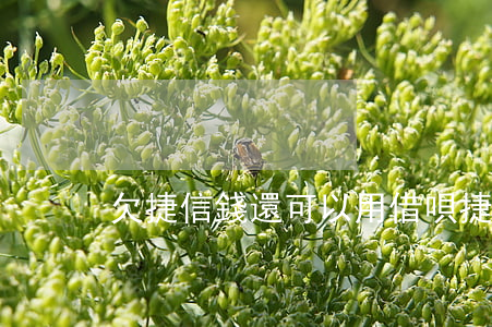 欠捷信錢還可以用借唄(捷信還可以借錢嗎)