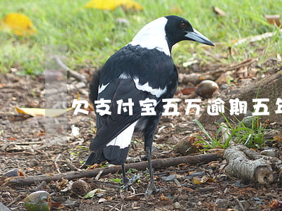 欠支付宝五万逾期五年了