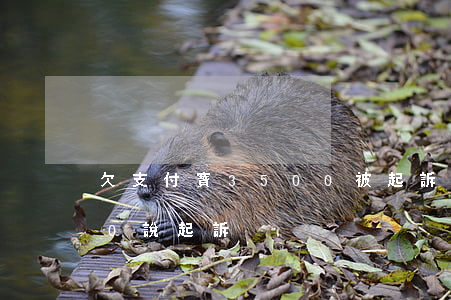 欠支付寶3500被起訴(支付寶欠款3000說起訴)