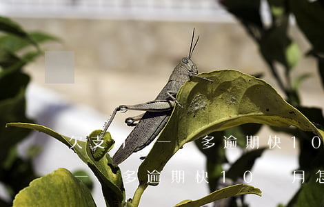 欠支付寶一萬多逾期快10個月-欠支付寶一萬多逾期快10個月怎么辦