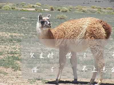 欠支付寶借唄5萬還不上怎么辦-欠支付寶借唄5萬還不上怎么辦呢