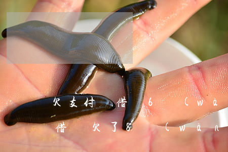 欠支付寶借唄6萬(wàn)坐牢了(支付寶借唄欠了8萬(wàn)無(wú)力償還會(huì)坐牢嗎)