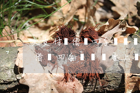 欠支付寶借唄四千塊錢說要上門-欠支付寶借唄四千塊錢說要上門是真的嗎