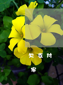 欠支付寶借唄幾千逾期幾年會(huì)坐牢