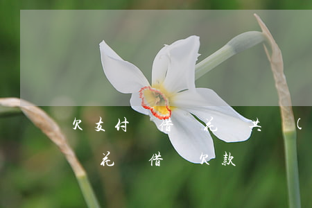 欠支付寶借唄花唄共計(jì)一萬多(支付寶花唄借唄欠款)