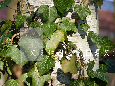 欠支付寶劃算還是欠信用卡劃算-