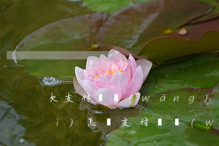 欠支付寶網(wǎng)商貸不還會(huì)怎樣(支付寶網(wǎng)商貸還不起了有什么辦法嗎)