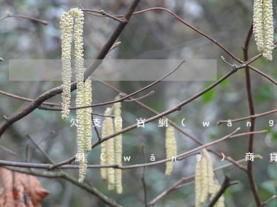 欠支付寶網(wǎng)商貸的錢(欠支付寶網(wǎng)商貸的錢,多久會催打電話)
