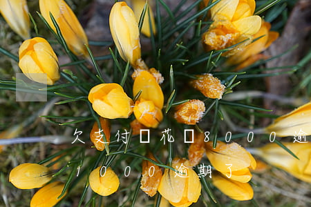 欠支付寶花唄8000逾期-支付寶花唄欠1000逾期了