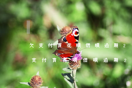 欠支付寶花唄借唄逾期2萬(wàn)5(欠支付寶花唄借唄逾期2萬(wàn)5)