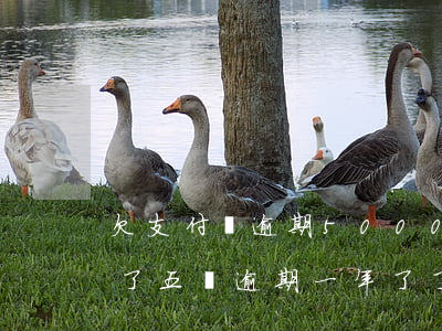 欠支付寶逾期5000會被起訴么(支付寶欠了五萬逾期一年了了,被起訴后會怎樣)