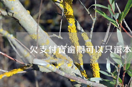 欠支付寶逾期可以只還本金嗎