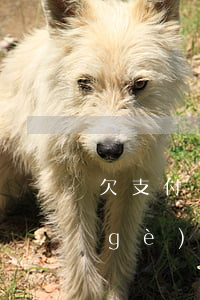 欠支付寶逾期多久上門-支付寶欠款兩個(gè)月現(xiàn)在要上門是真的嗎?
