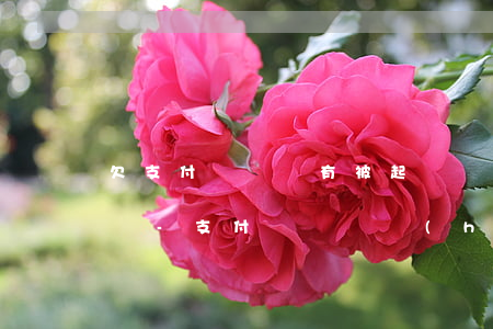 欠支付寶錢沒有被起訴會(huì)變成老賴-支付寶沒還會(huì)不會(huì)起訴