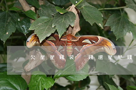 欠星星錢袋沒錢還(星星錢袋是沒有了嗎)
