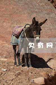 欠有网贷可以供车吗(欠网贷名下能不能有车)
