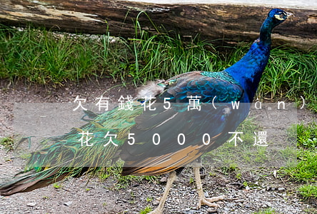 欠有錢花5萬(wàn)還不上怎么辦(有錢花欠5000不還)