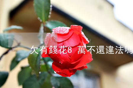 欠有錢花8萬不還違法嗎(有錢不還犯法嗎)