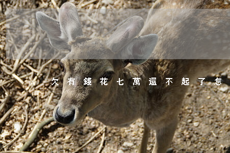 欠有錢花七萬還不起了怎么辦