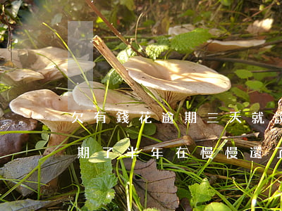 欠有錢花逾期三天就說要凍結財產(有錢花逾期了半年在慢慢還了會被起訴嗎)