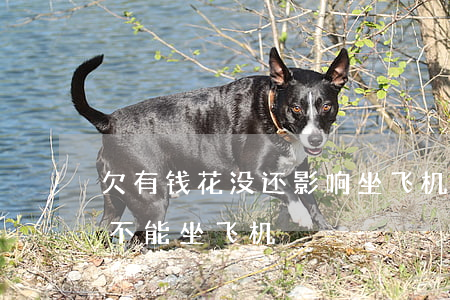 欠有钱花没还影响坐飞机吗(欠钱什么情况下不能坐飞机)