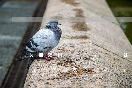 欠朋友網(wǎng)貸信用卡的錢怎么翻身-欠朋友網(wǎng)貸信用卡的錢怎么翻身還款
