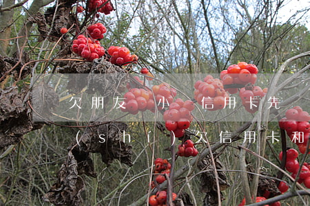 欠朋友錢小貸信用卡先還哪個(gè)(同時(shí)欠信用卡和個(gè)人的錢先還哪個(gè))