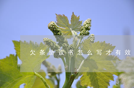 欠条协议书怎么写才有效(欠条咋写有效)