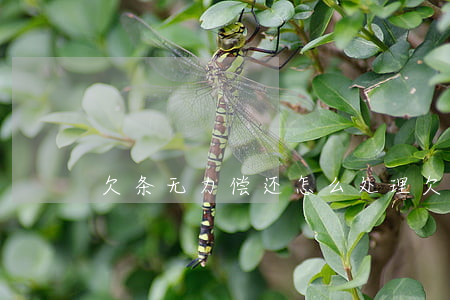 欠条无力偿还怎么处理(欠条没钱还)