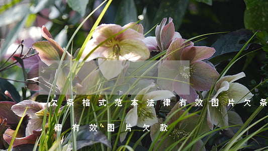 欠条格式范本法律有效图片(欠条格式范本法律有效图片 欠款)
