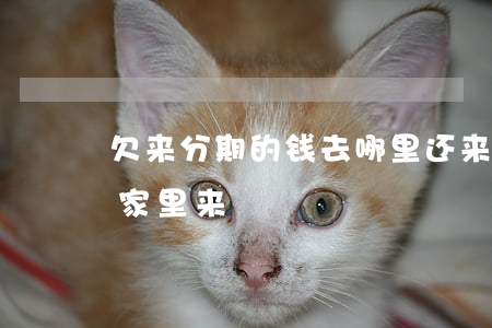 欠来分期的钱去哪里还(来分期欠多少钱会到家里来)