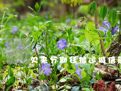 欠来分期钱被运城信辰起诉