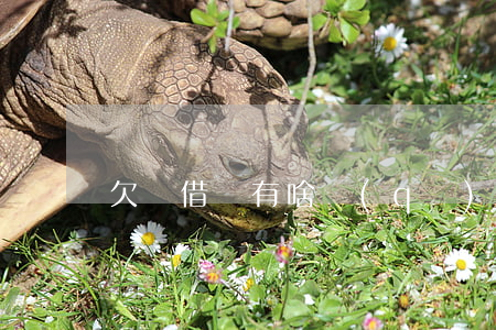 欠條 借條有啥區(qū)別