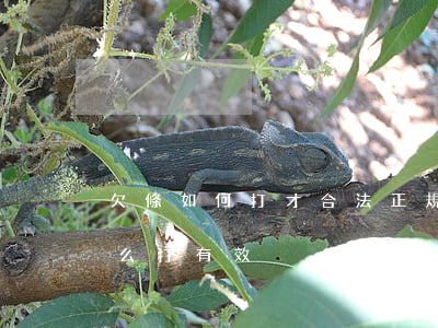 欠條如何打才合法(正規(guī)的欠條怎么打有效)